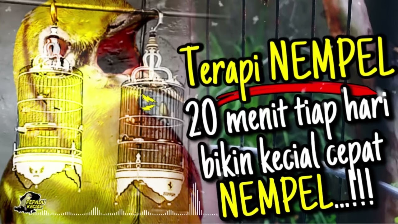 Terapi Kecial Kuning NEMPEL Cukup 20menit Ampuh Bikin Semua Kecial Kuning Joss NEMPEL‼️
