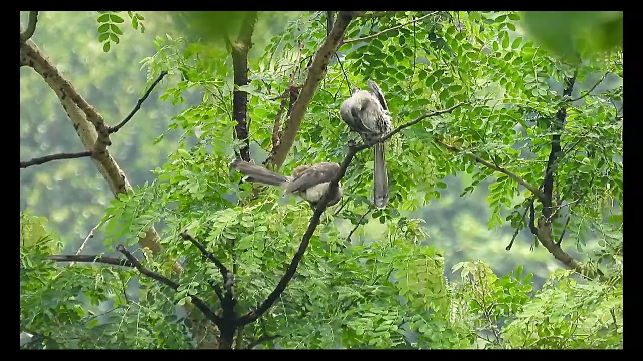 Indian Grey Hornbill/পুট্টিয়াল ধনেশ (Ocyceros birostris) and its call.#BirdWatching #WildlifeIndia