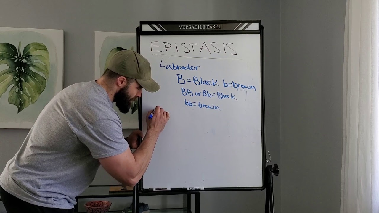 Epistasis: Genetics of Labrador Fur Color