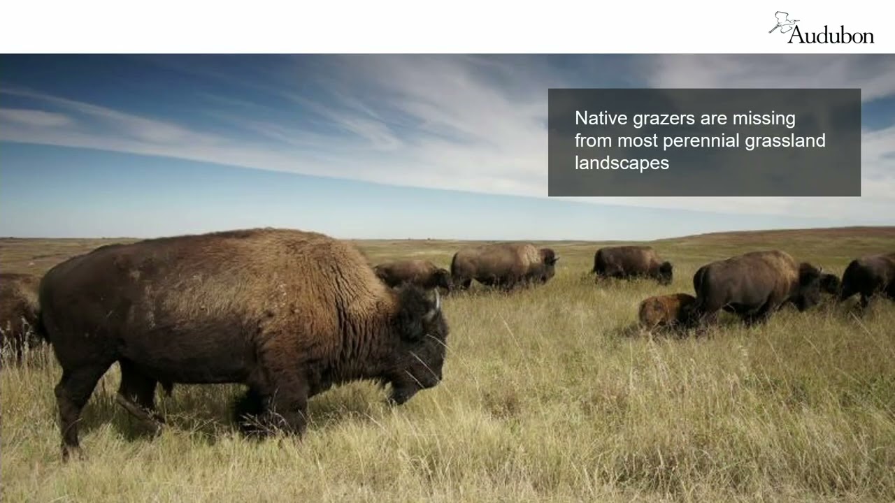 Grassland Bird Conservation with Audubon Conservation Ranching - Dale Gentry