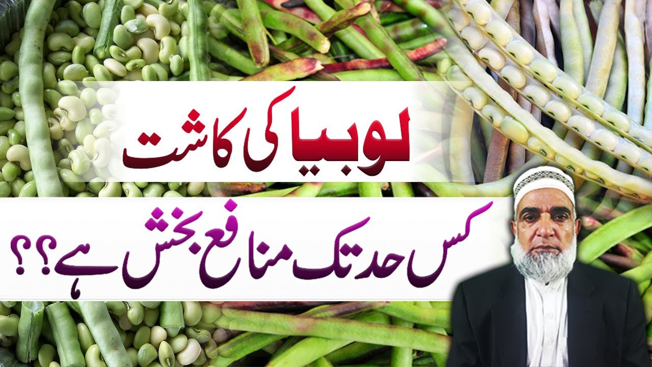 How profitable is the cultivation of Cowpeas || Crop Reformer