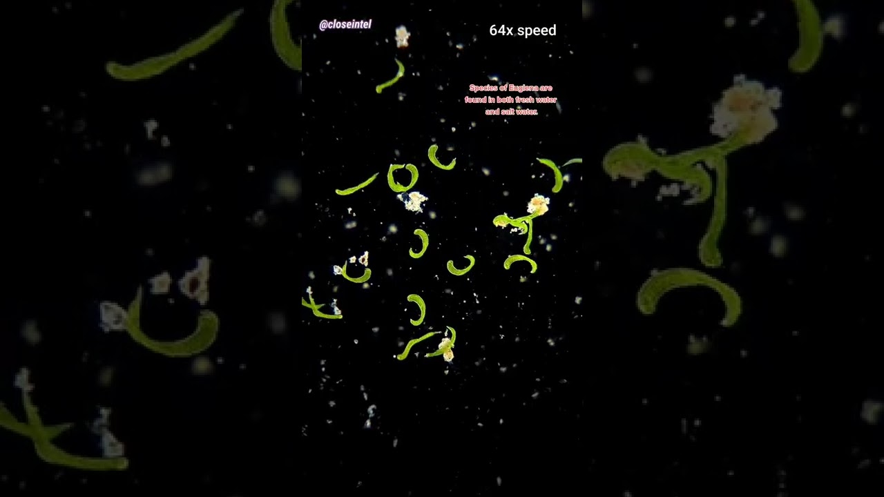 GIANT Euglena Colony Under Microscope! #biology #science #microscope