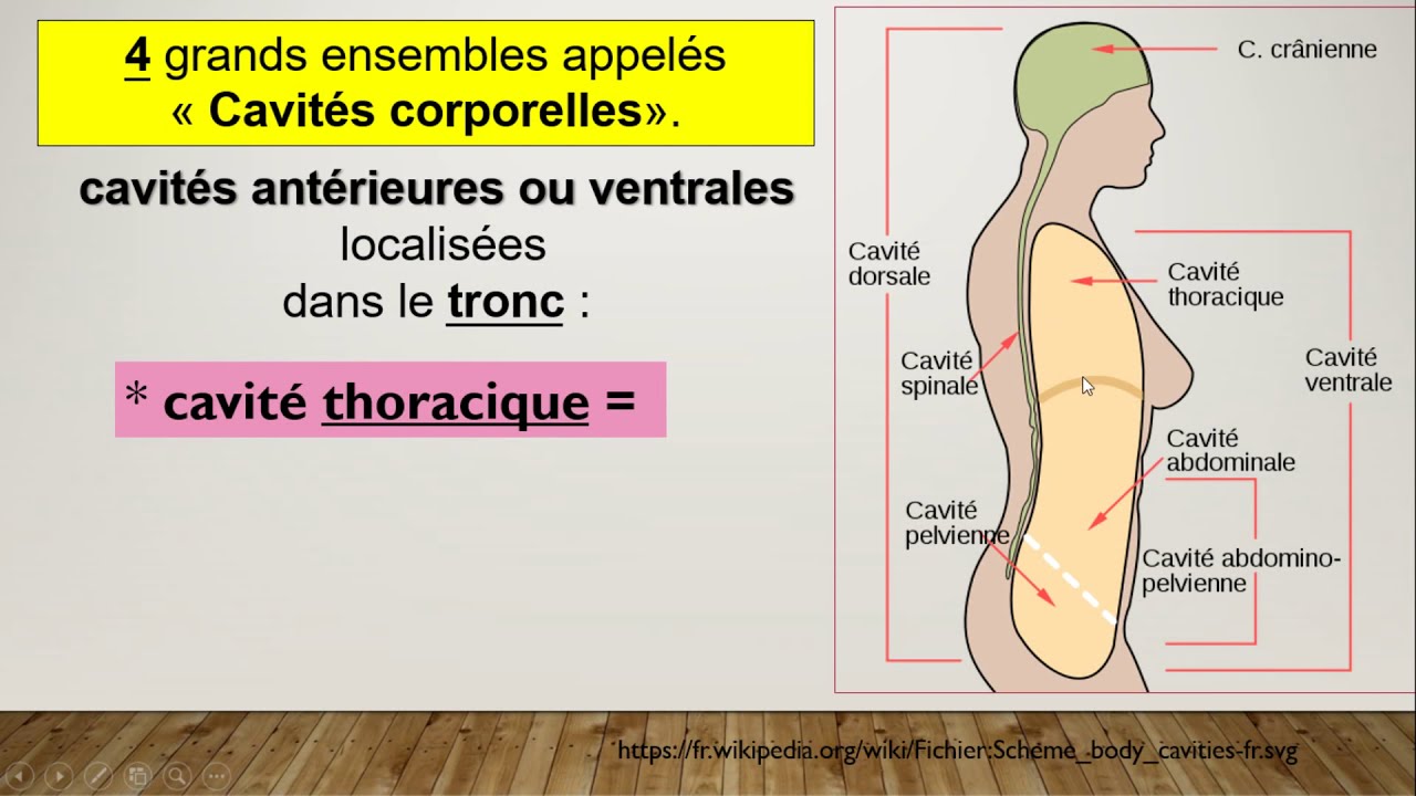 Vidéo  Les cavités corporelles