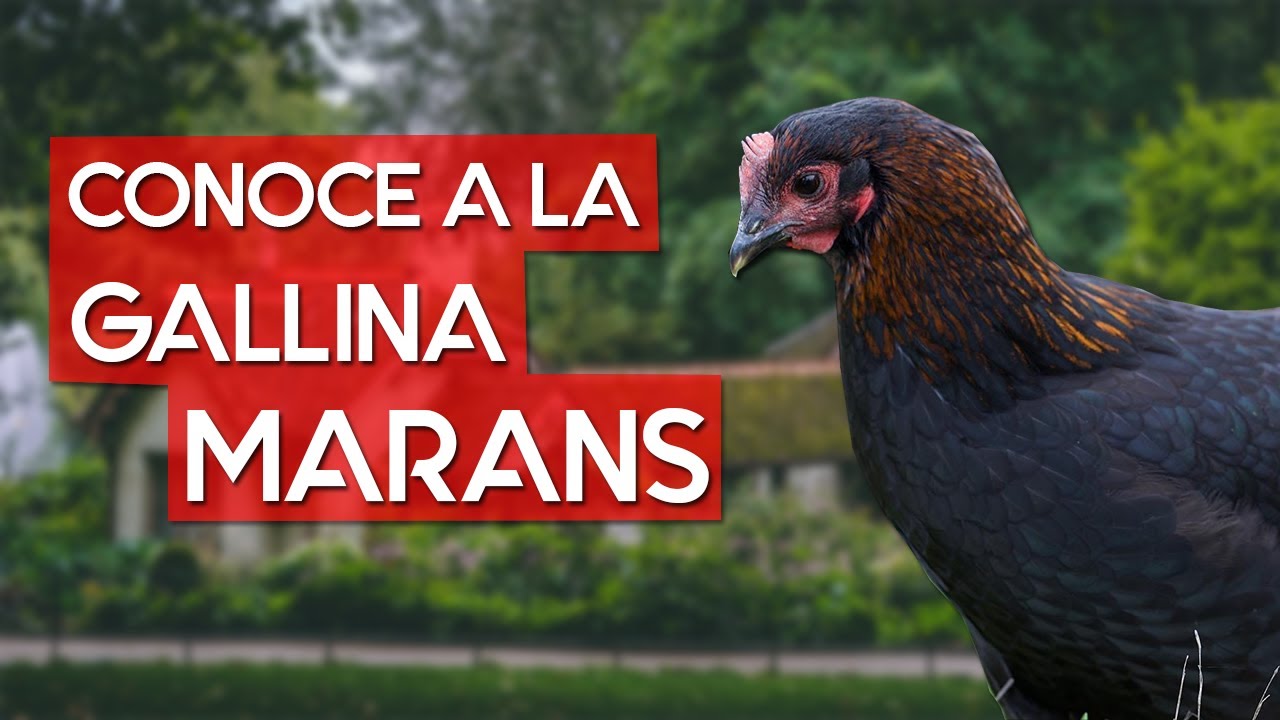 Gallina Marans 🐔  La raza Francesa de los huevos color chocolate