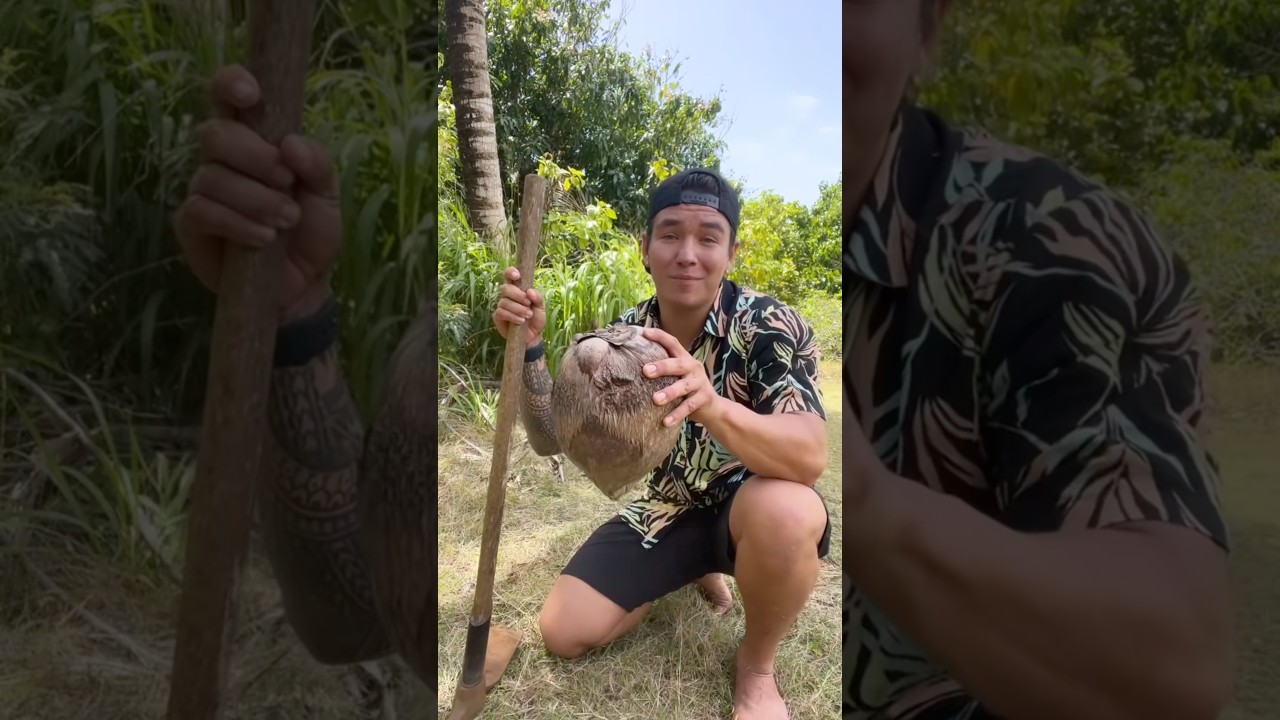 Как забраться на кокосовую пальму 🌴