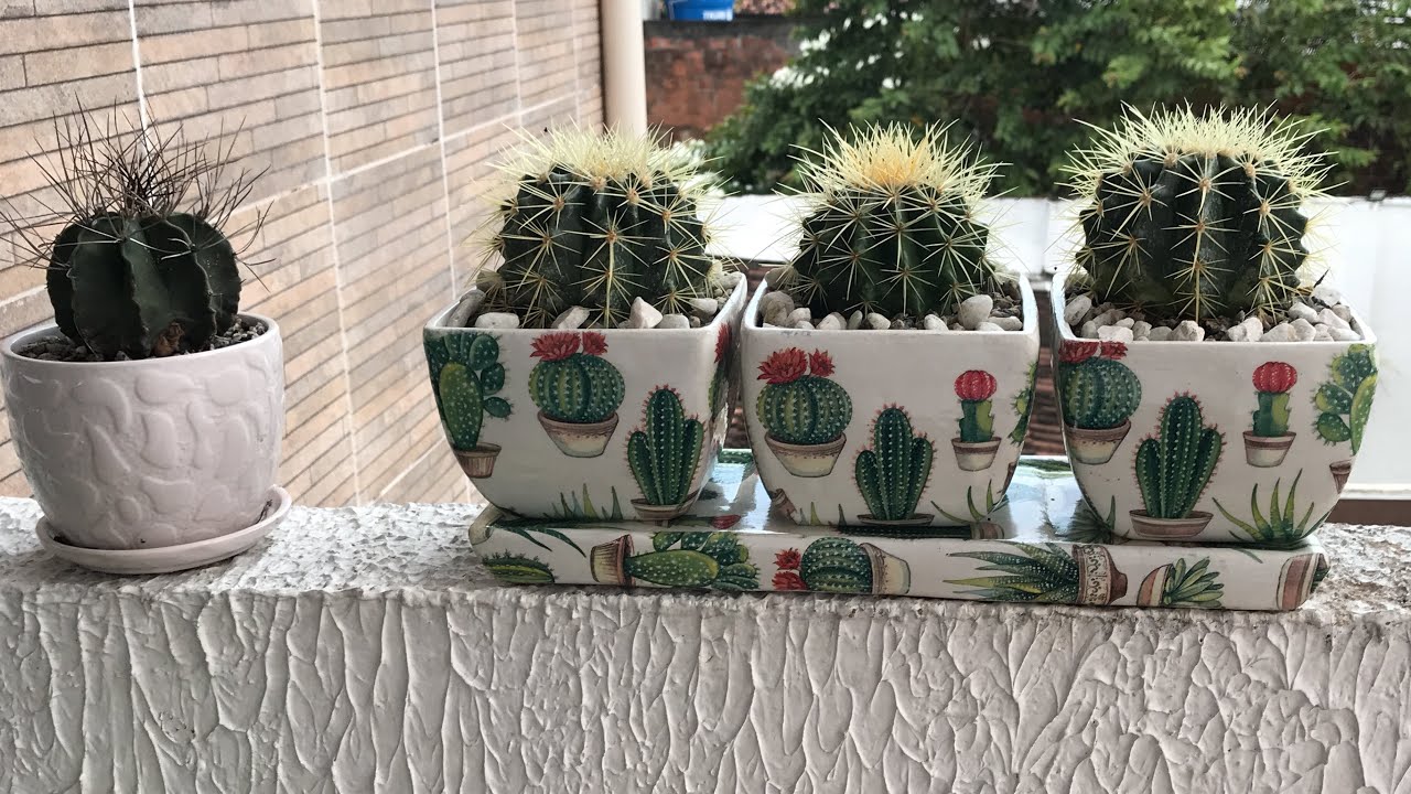 Replantando meus cactos nos vasos que ganhei da Ana Manera