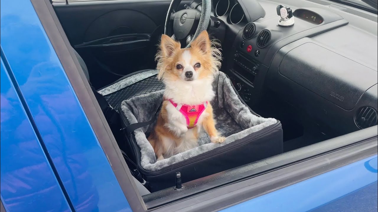 Chihuahuas Honest Review: Unicitii Dog Booster Car Seat