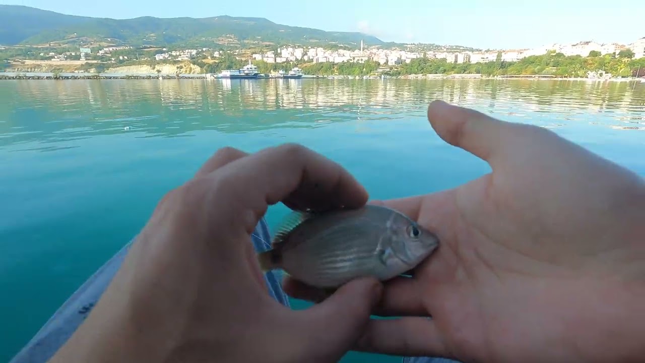 Limanda Balık Avı