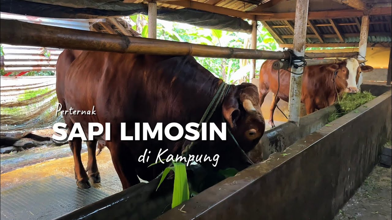 Begini Cara Orang Kampung Mengubah Sapi Jadi Mesin Uang!
