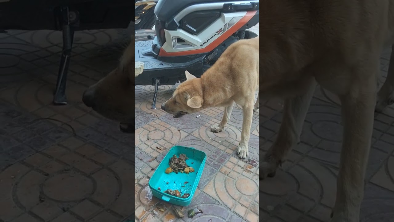 #feeding #feed #dog #viralclips 