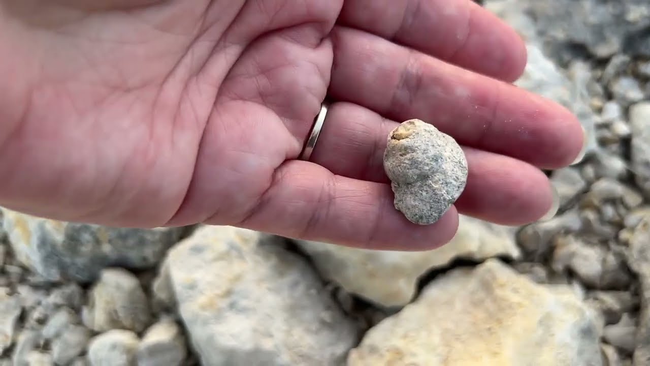 Fossil Hunting Stillhouse Hollow Park February 7 2026