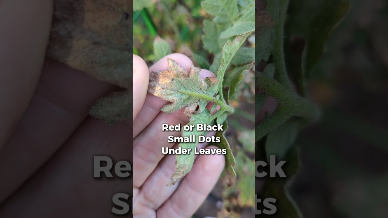How we treat for spider mites in our organic garden using DIY insecticidal soap! #spidermites