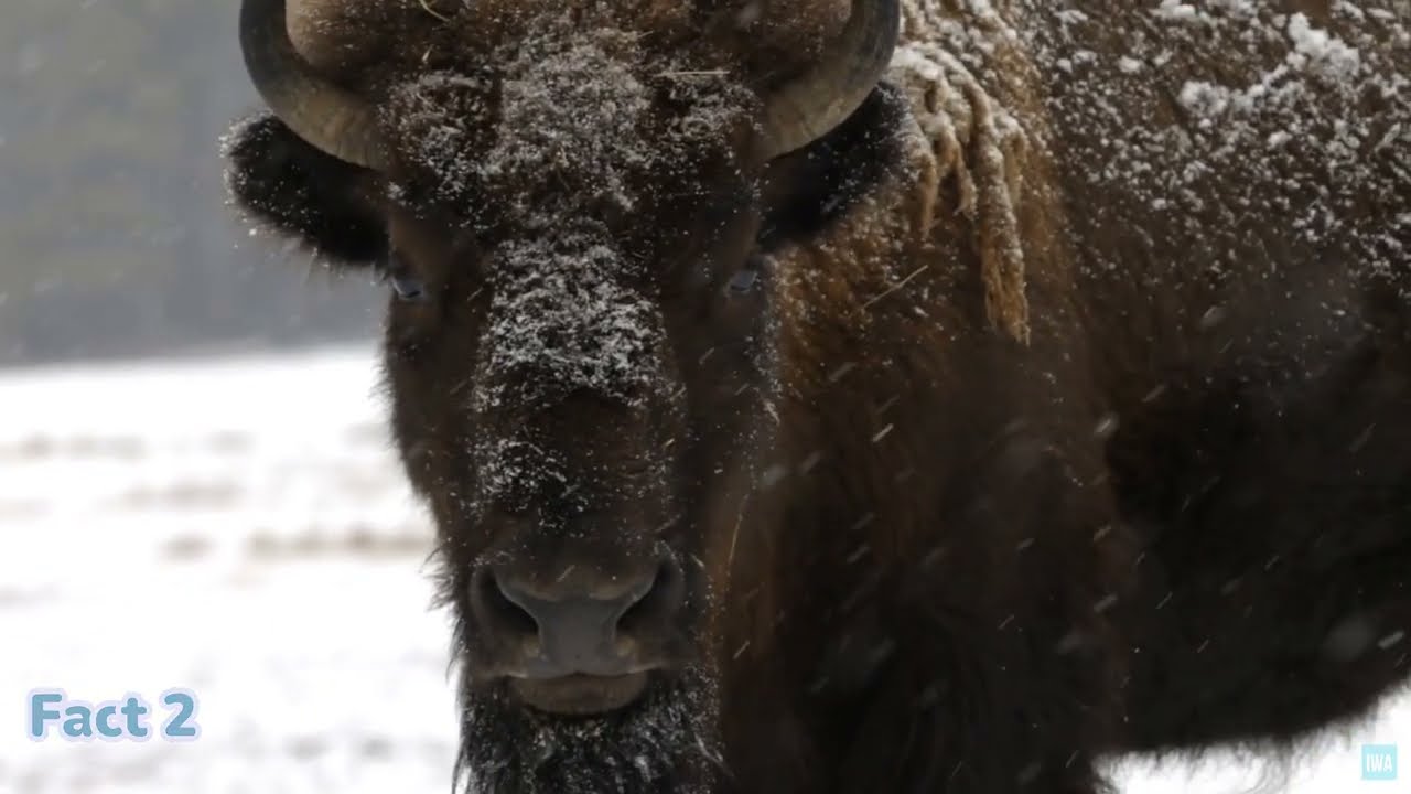 7 впечатляющих фактов об американском бизоне