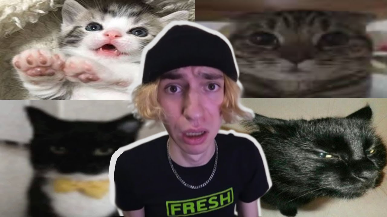 Kiid Katze Fills His Room With Cats!