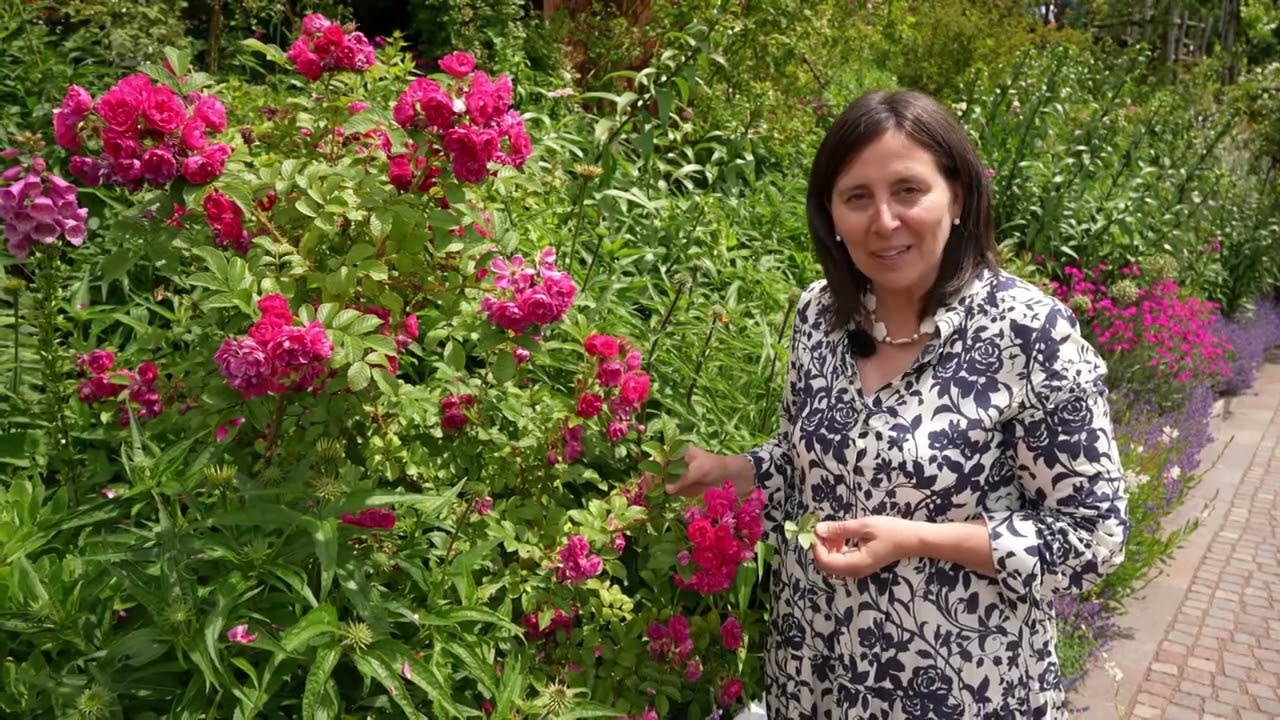 Blumen und Co „Rosen – Schönheit in Duft und Farbe“