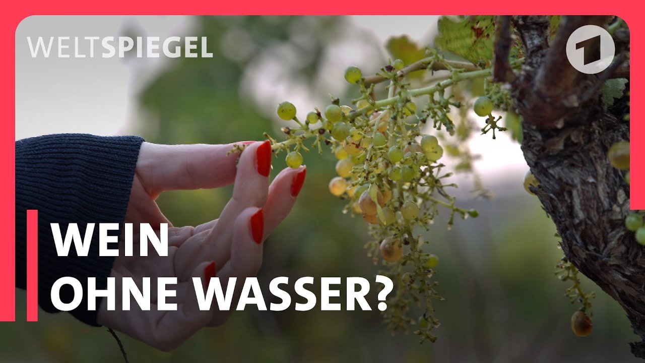 Überlebt der französische Wein den Klimawandel? | Weltspiegel Doku
