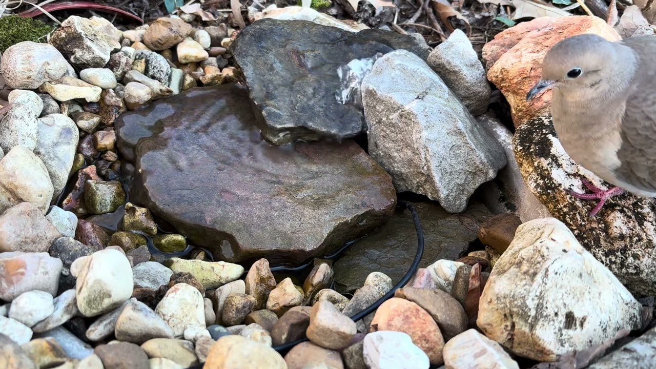 Mourning Dove at Birdbath! - 01/11/2026