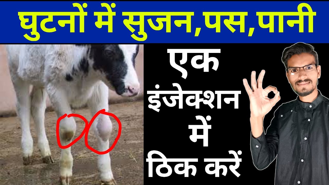 Carpal hygroma in calf treatment || Joint ill in calf || hada vets club ||
