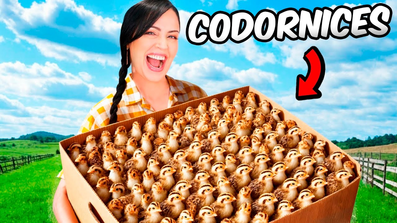 Nos Regalan una Caja de Codornices Bebés 🐥❤️ Preparando su Primer Hogar en La Finquita Bonita
