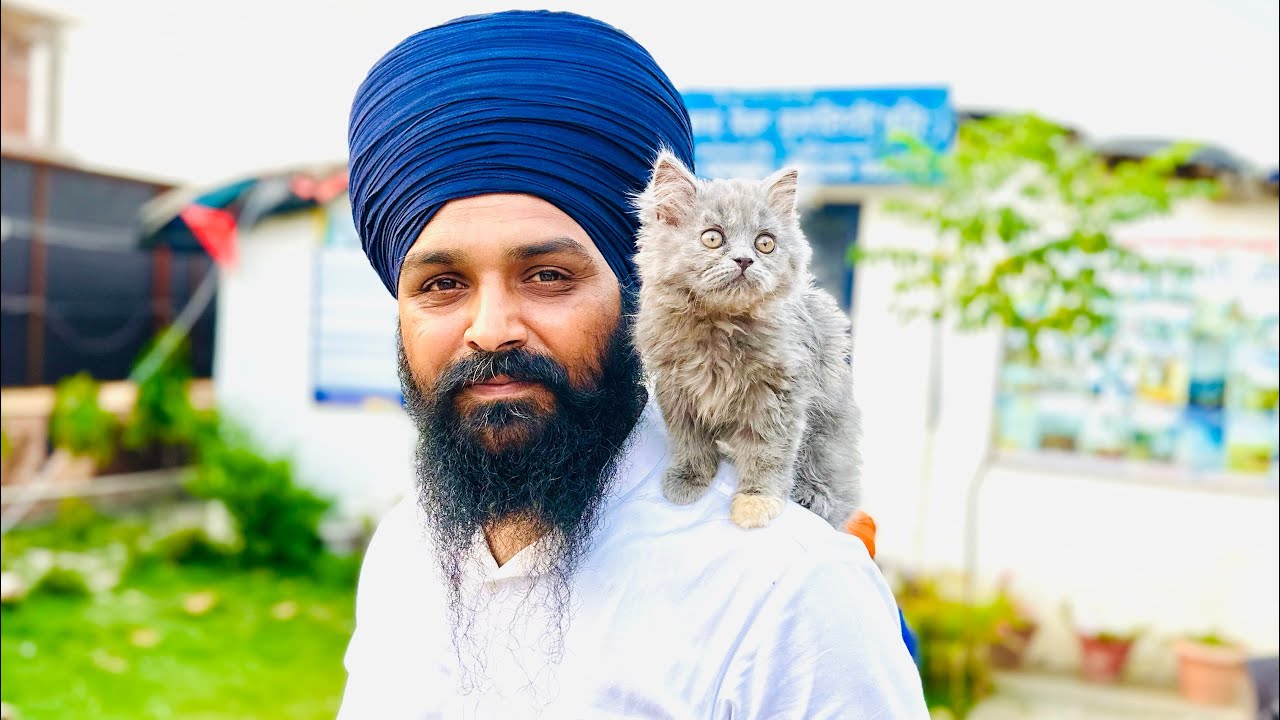 ਨੰਨਾ,ਰਾਜੂ,ਗੁਰਮੀਤ ਦੀਆ ਸੰਸਥਾਂ ਚ ਭਾਜੜਾਂ ਪਵਾ ਦਿੱਤੀਆਂ ਇਸ ਮਾਸੂਮ ਬਿੱਲੀ ਨੇ..ਮੋਹਾਲੀ ਤੋ ਲੈ ਕੇ ਆਏ ਸੀ ਇਕ ਵੀਰ..😊