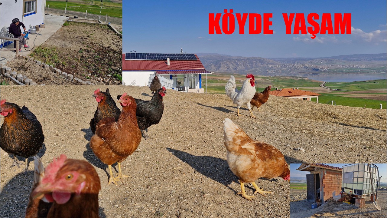HATİCE HANIM BAHÇE SULUYOR TAVUKLARIMIZIN YENİ SU DEPOSU