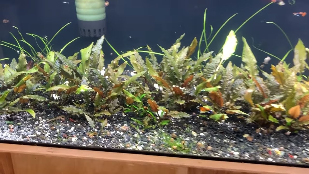 Easy Low Light Aquarium Plants - Crypts!