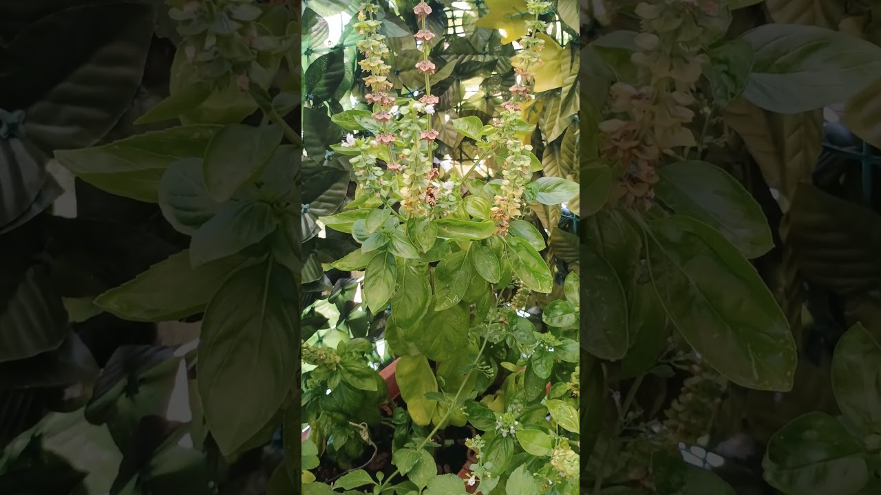 Ape su fiore di basilico #ambientvibes #nature #innerpeace #shortvideo #shorts #api #fiori #natura