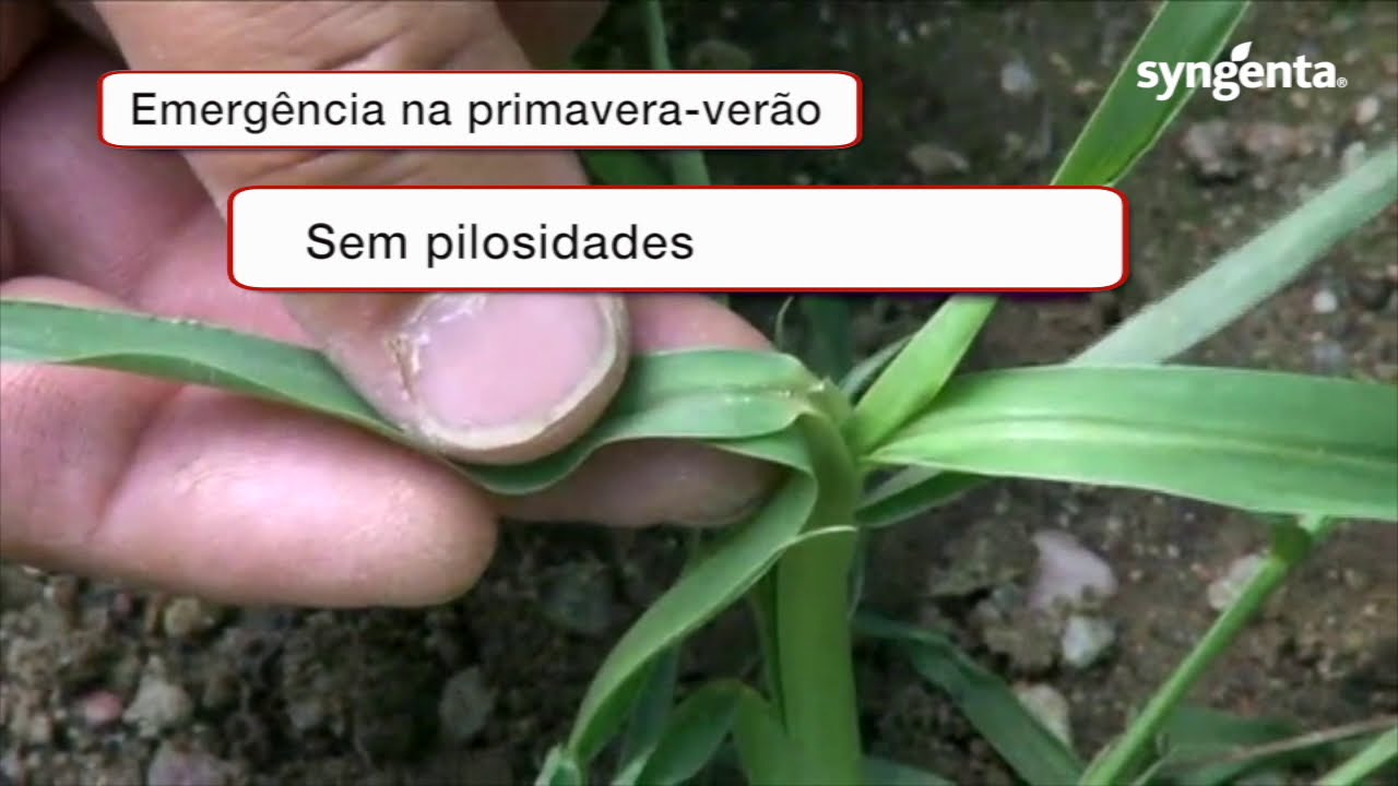Identificação e controlo de infestantes folha estreita na cultura do Milho.