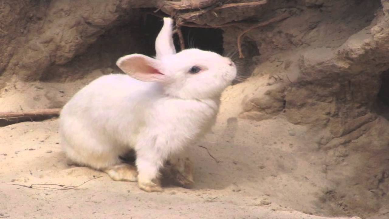 El Conejo y la Pascua - &iquest;Por qu&eacute; hay un conejo de pascua?