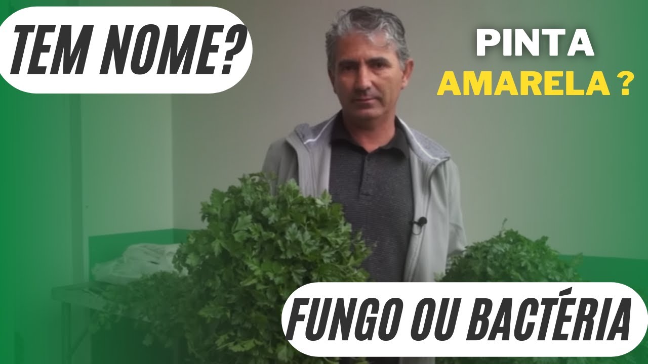 PINTAS NO COENTRO E NA SALSA, DESCUBRA O QUE PODE SER!