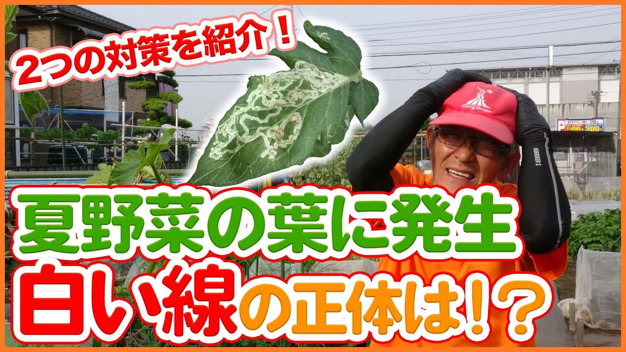 家庭菜園や農園の夏野菜栽培で発生する白い線の正体は！？害虫や病気など原因と対策を徹底解説！ /What is the identity of the white line on the leaves?