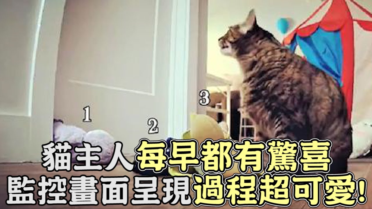 貓主人每早都有驚喜！監控畫面呈現愛貓送禮過程超可愛! #寵物 #貓咪 #可愛