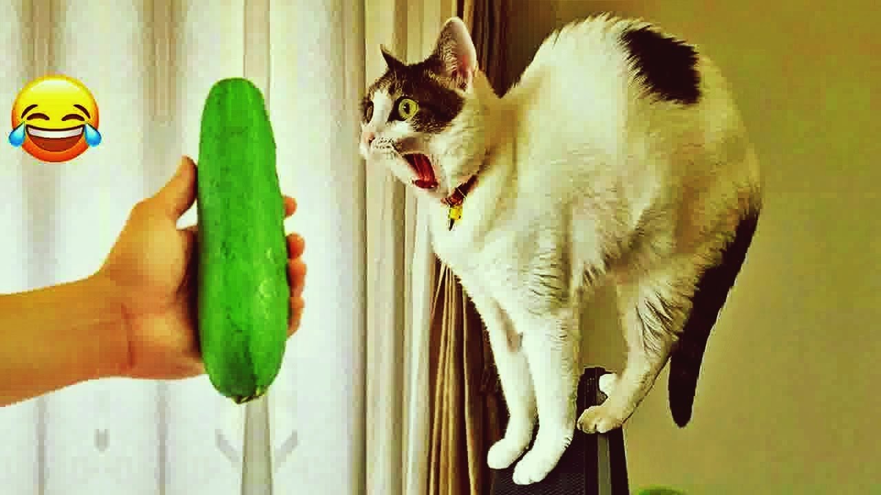 𝐅𝐮𝐧𝐧𝐲 𝐃𝐎𝐆𝐒 𝐚𝐧𝐝 𝐂𝐀𝐓𝐒 𝐕𝐢𝐝𝐞𝐨𝐬 𝟐𝟎𝟐𝟒 😻🐱🐤 𝐁𝐞𝐬𝐭 𝐅𝐮𝐧𝐧𝐢𝐞𝐬𝐭 𝐀𝐧𝐢𝐦𝐚𝐥 𝐕𝐢𝐝𝐞𝐨𝐬 😸