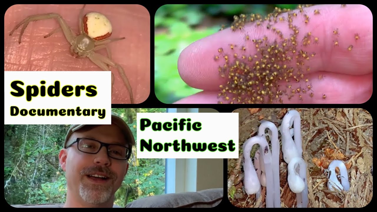 Pacific Northwest Spiders Documentary #spiderdocumentary #spiders #pacificnorthwest