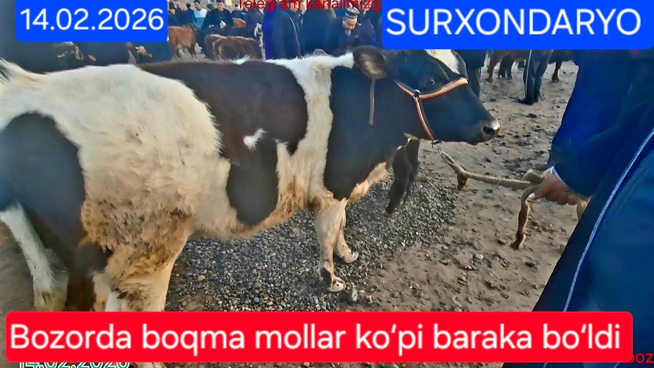 14.02.2026 Surxondaryo Bandihon ilich molbozorining qora mollar narx navolarini koʻrib chiqdik bugun