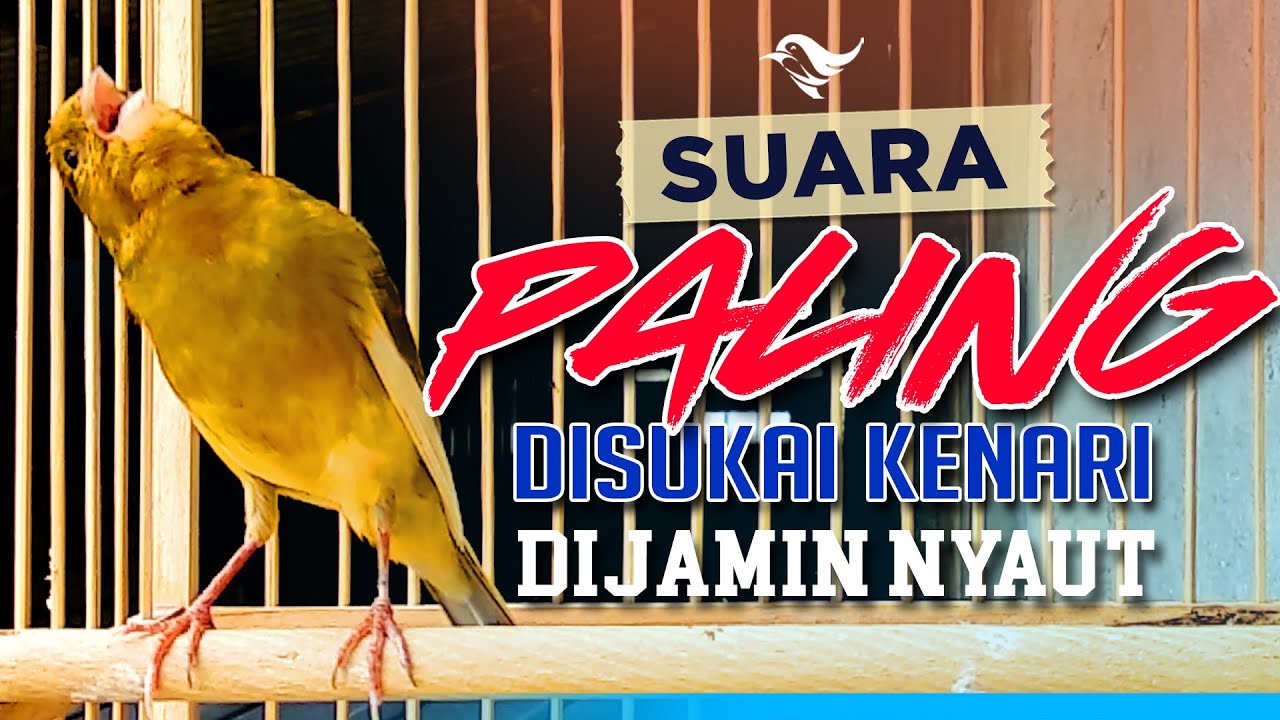 PANCINGAN KENARI GACOR SUARA NYARING - PANCINGAN dan MASTERAN KENARI PAUD BELAJAR BUNYI