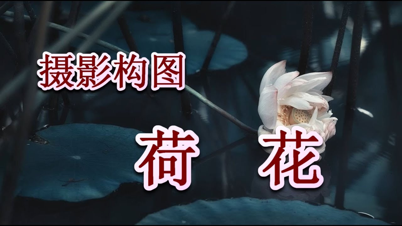 【摄影构图】 19 拍出好看有韵味的荷花！[Photography composition] Take pictures of beautiful lotus flowers! [蓮の写真を撮る]