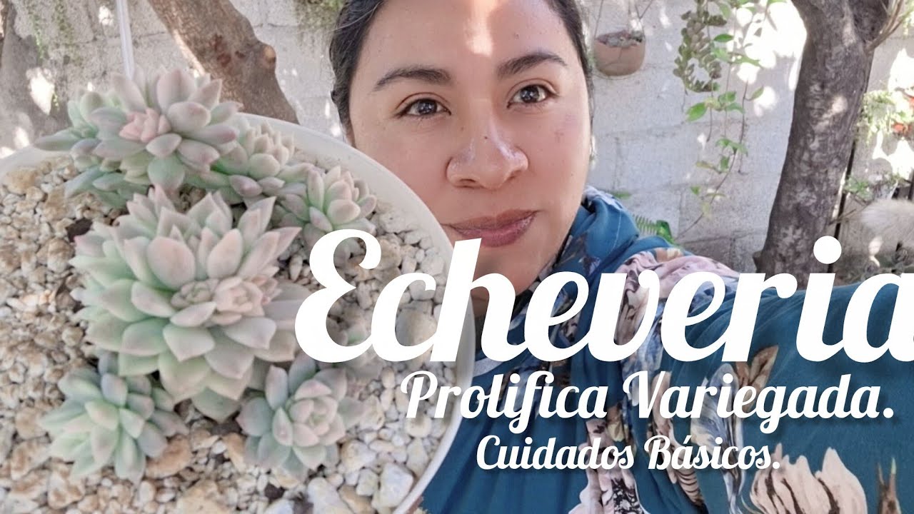 Echeveria Prolifica Variegada.  Cuidados básicos.  #plant #garden #suculentas #plantas 