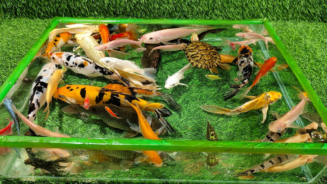 Unboxing Ikan Hias Warna Warni, Ikan Buntal, Ikan Oscar, Ikan Koi, Ikan Mas Slayer, Kura Kura Brazil