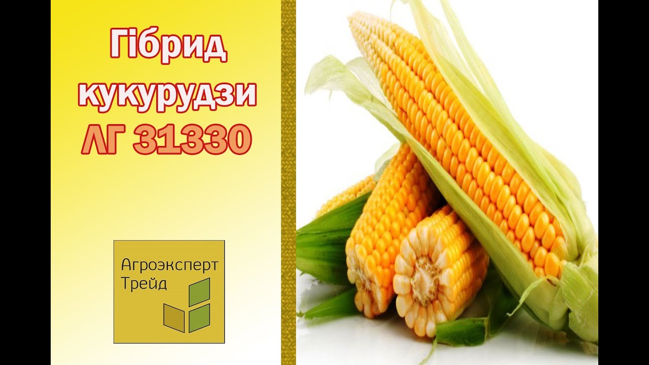 Кукурудза ЛГ 31330 🌽 - опис гібрида 🌽
