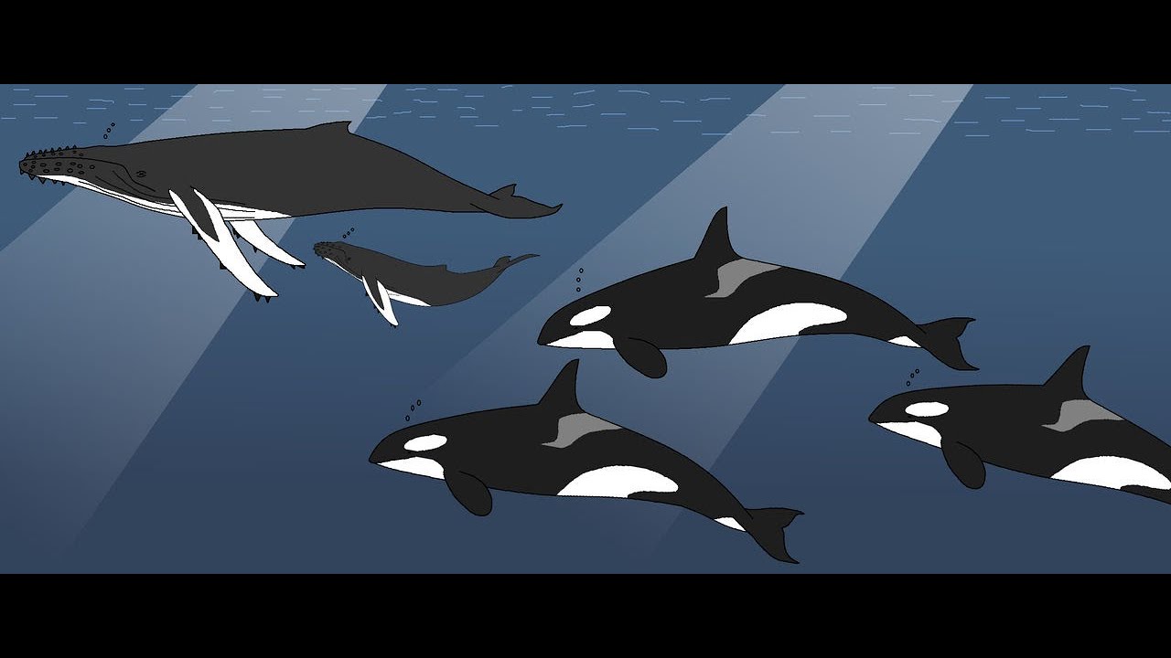 War of the Whales: US Navy Sonar Causing Mass Beaching, Death (2014)