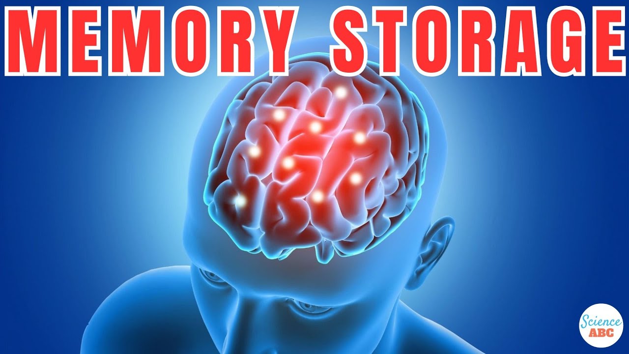 How Does The Brain Store and Retrieve Memories?