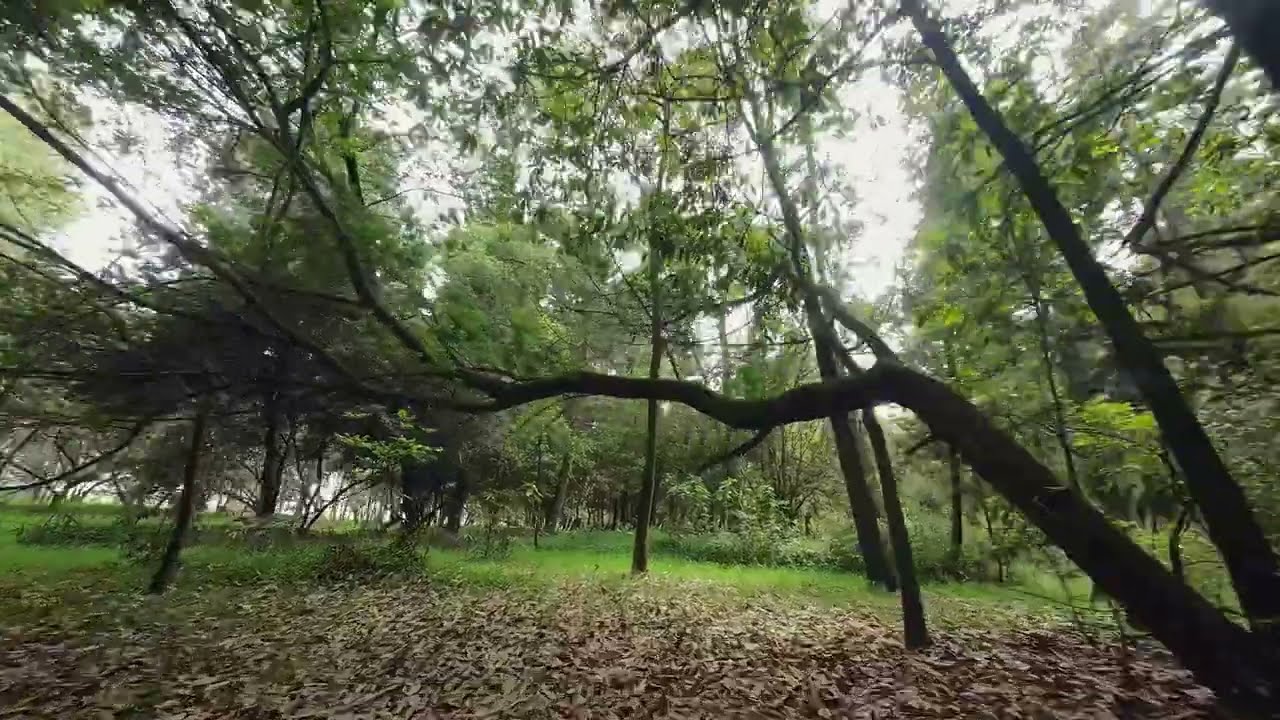 FPV drone speedybee master 5 v2 (with DJI O3 air unit)