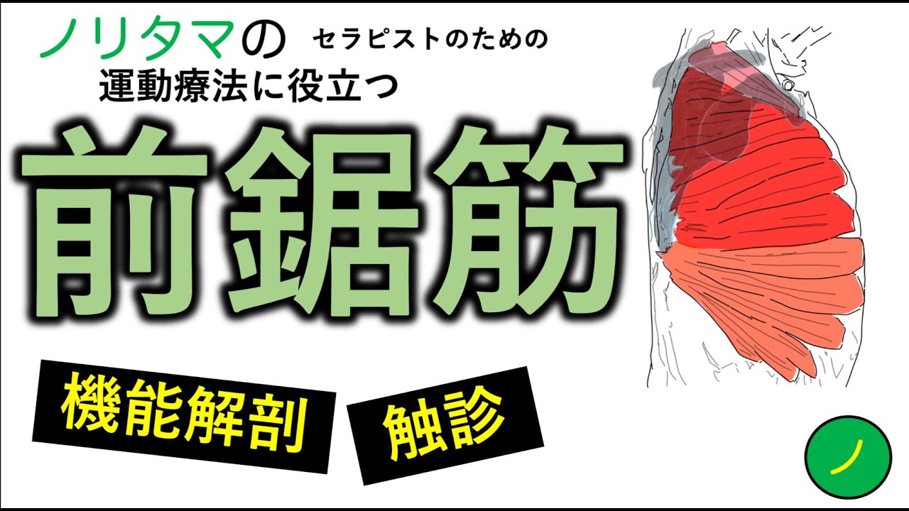 前鋸筋の機能解剖と触診（短縮Ver.）