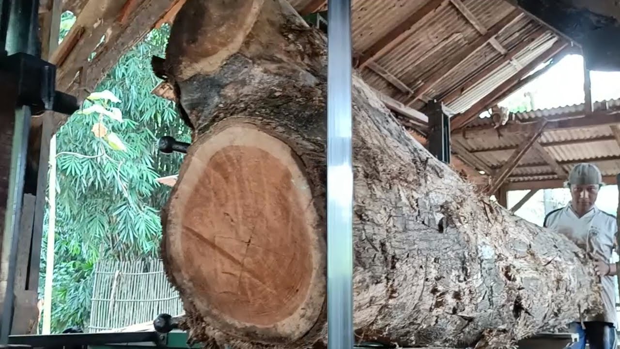 Transforming the monster teak tree into a beautiful wood grain 