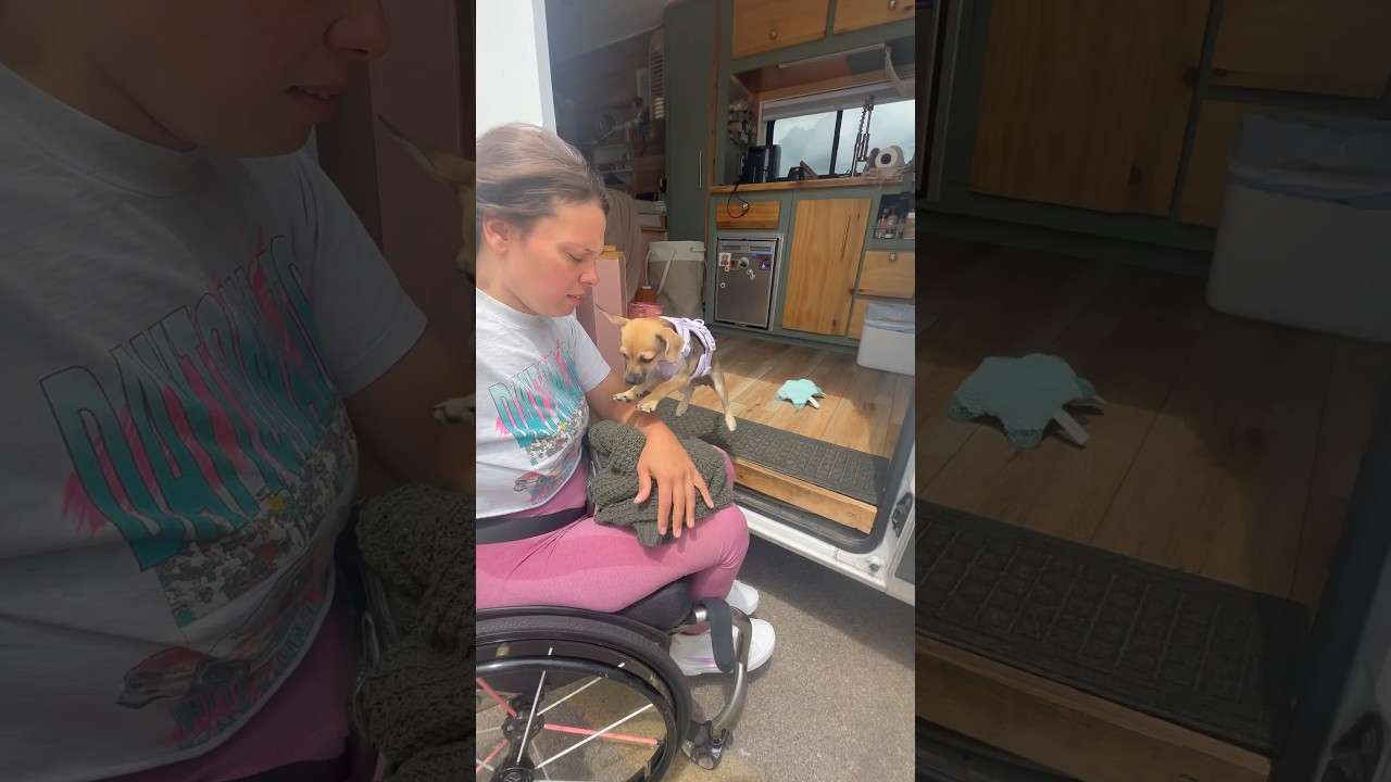 Travel Routine with Opal Down Pat! #travel #vlog #minivlog #puppy #dog  #disability #vanlife