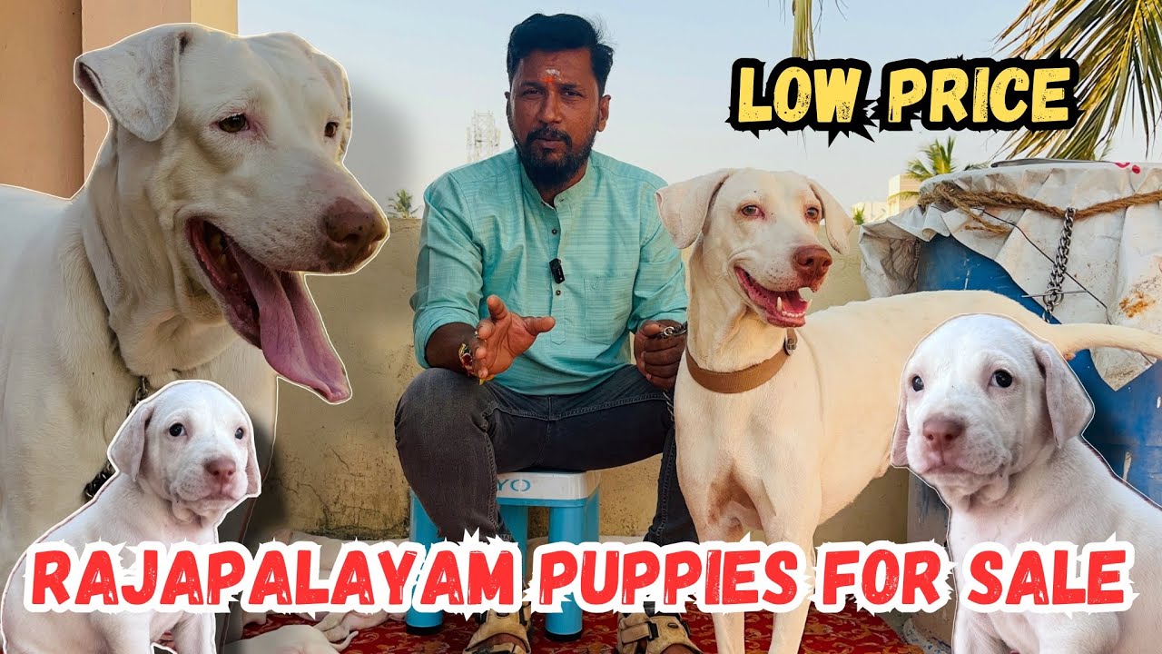 Rajapalayam puppies for sale | good qulatiy | low price | puppies for sale | Coimbatore |pets life