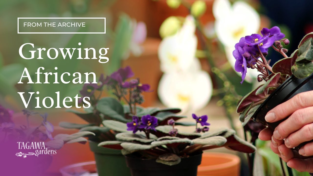 Growing African Violets by Tagawa Gardens