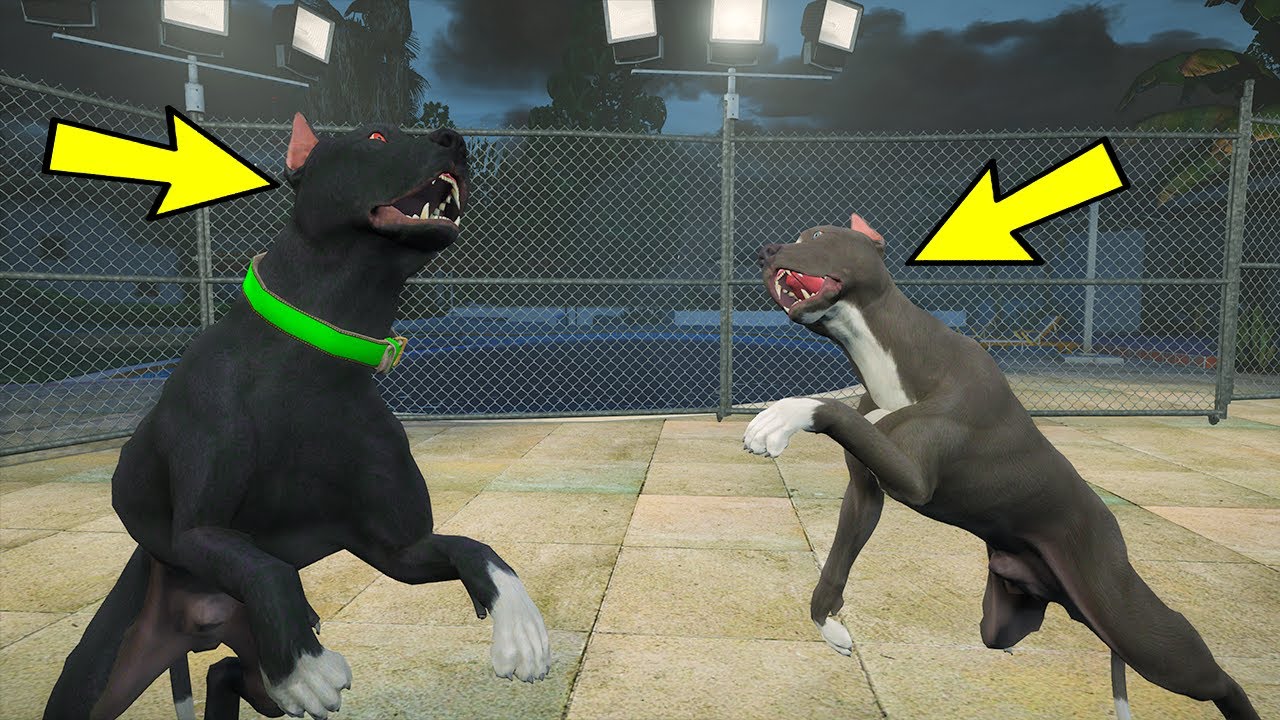 YAVRU PİTBULL ABİSİ SİYAH PİTBULL TYSON'LA DÖVÜŞÜYOR! - GTA 5