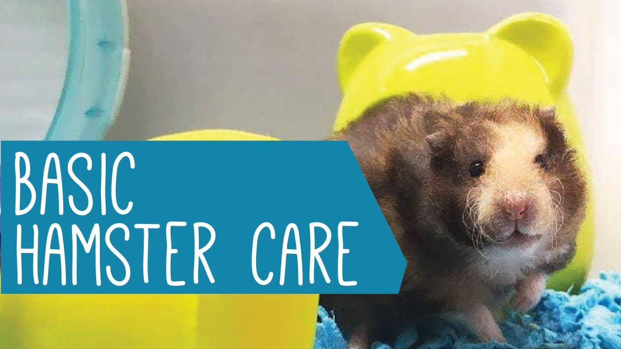 Basic Hamster care and guidelines for Newbies